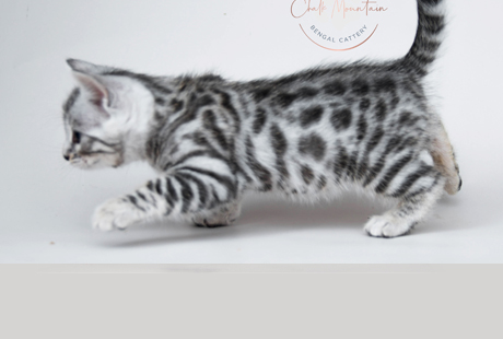 Bengal Kittens for sale near me